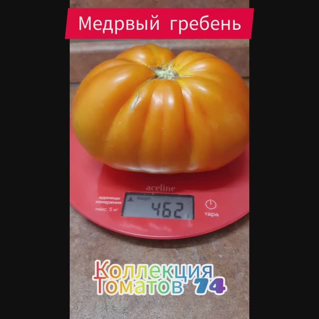 МЕДОВЫЙ ГРЕБЕНЬ - ОТЛИЧНЫЙ СОРТ ОТ СОФИИ СААКОВОЙ