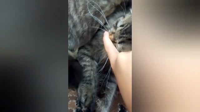 котик смотри какой вкусный пирожок