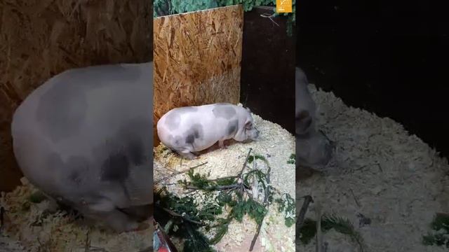 Видеообзор сибирского зоопарка