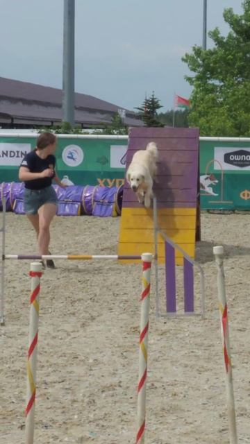 Аджилити: взаимодействие с собакой на духовном уровне