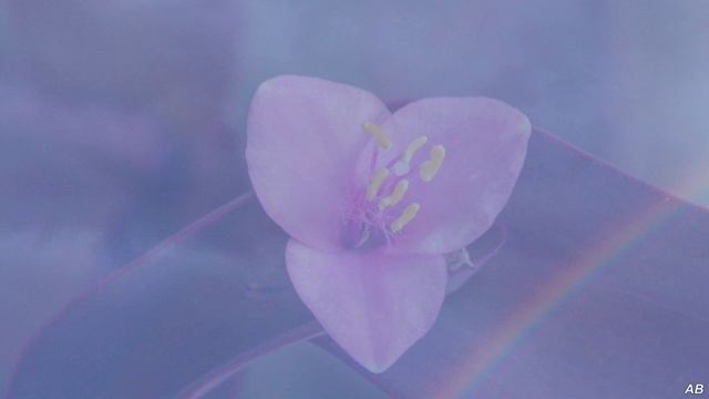 Когда жизнь - только один день | АВишневский | Рояль природы