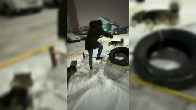 Работаю в Яндекс+ гуляем с собаками