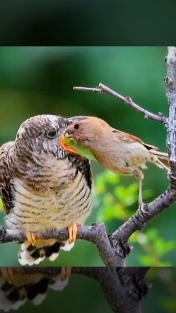 Кукушонок 🦜😇😊