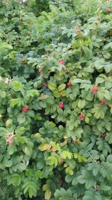 Шиповник, 16 августа 2025.