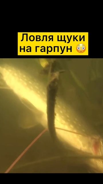 Что думаете про подводную охоту ?