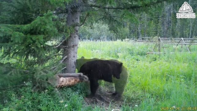 «Уронил Подними!» Самый воспитанный хозяин тайги попал в объектив фотоловушки НП «Ленские Столбы