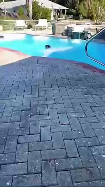 Собаки любят воду