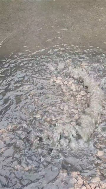 20250820_Стрелки_Бежало лето .mp4