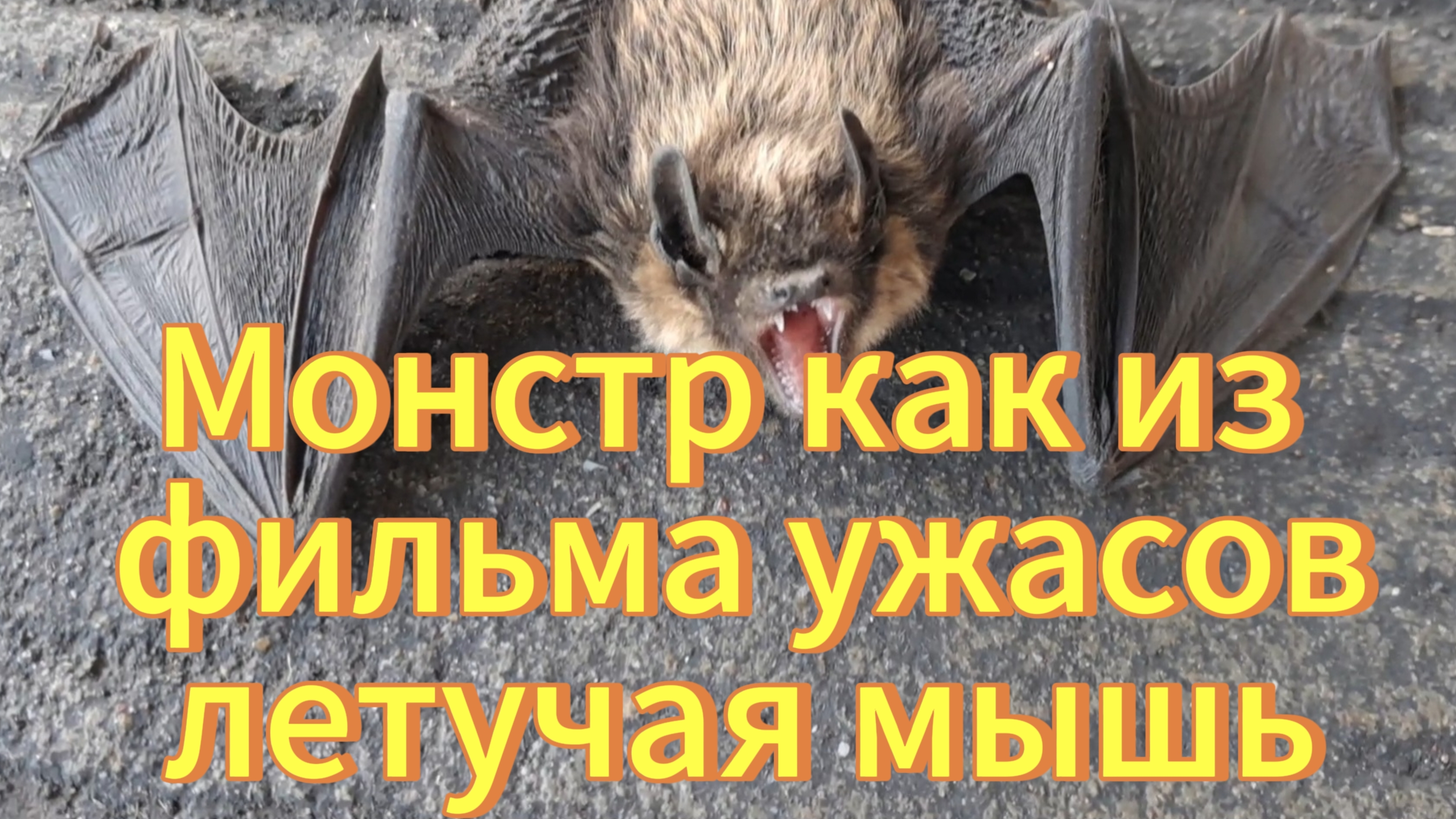 Монстр как из фильма ужасов. Летучая мышь.