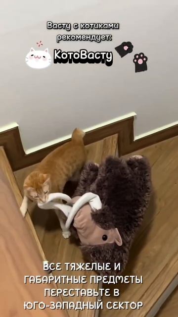 Всё о Васту и ведической астрологии на Телеграм канале https://t.me/divyavastufedosova