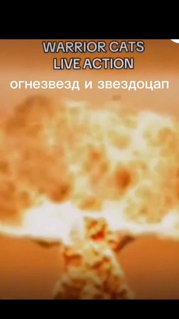 Коты-воители/косплей/(не квадробика) видео не мое