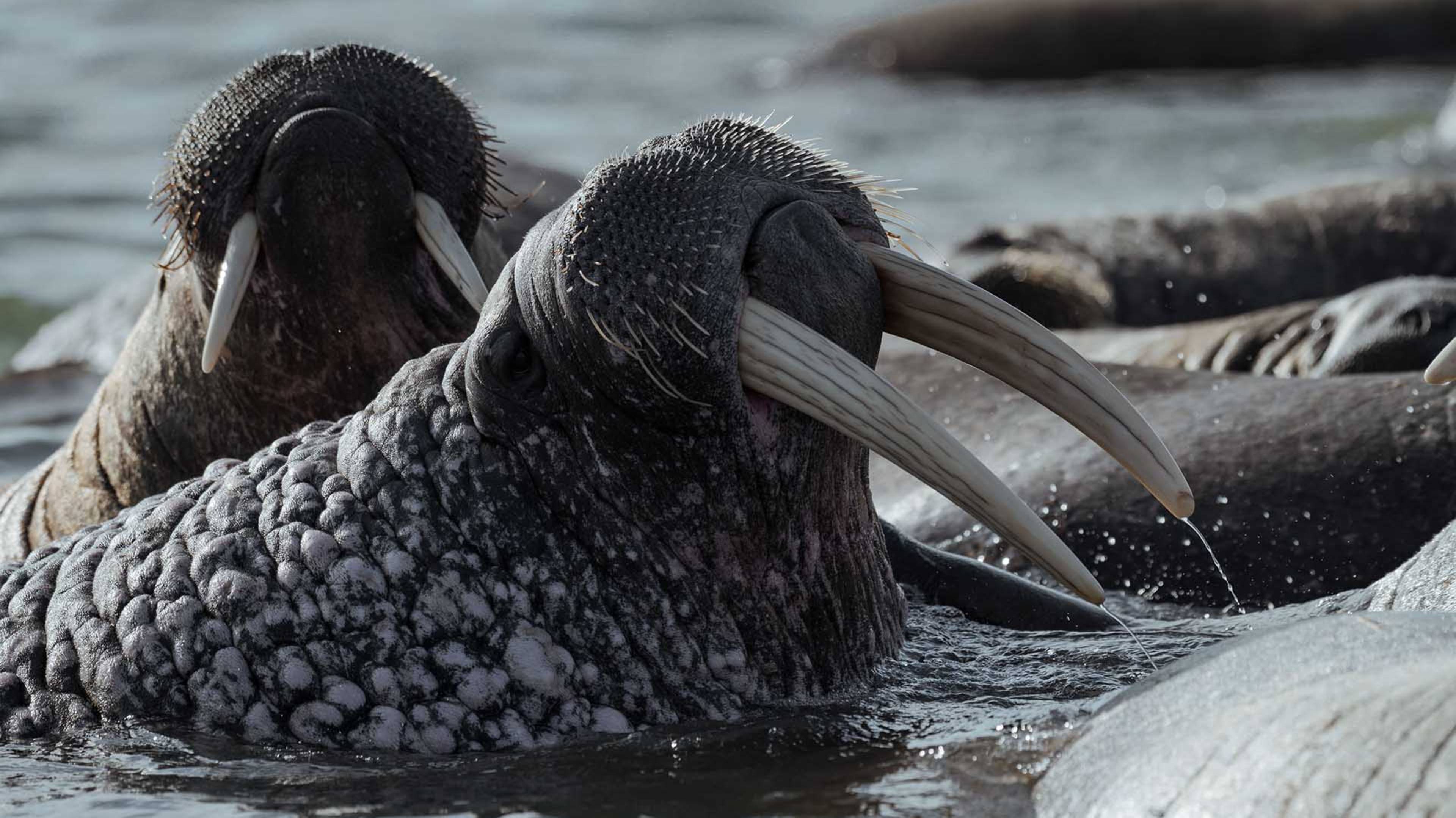 «Газпром нефть» провела крупное исследование арктической природы России