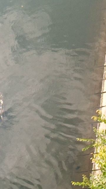 VID_20250815_122726.mp4