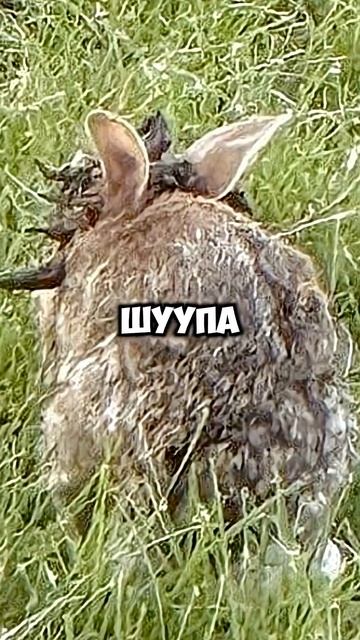 У кроликов щупальцы