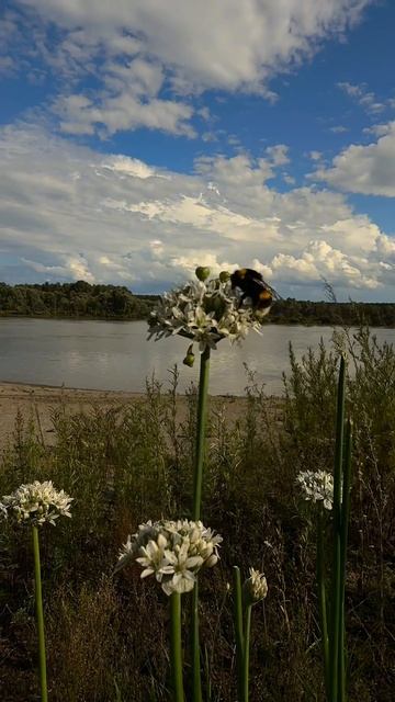 Чтото на языке уходящего августа