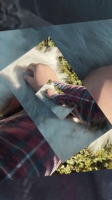 с собакой белкой.mp4