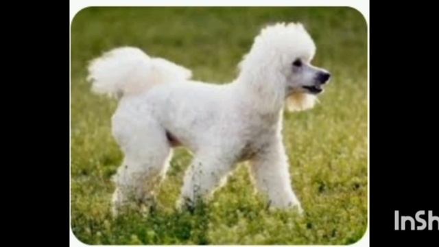 питомцы  в реальности, но не все. 2 часть