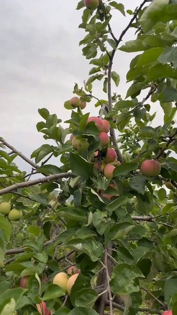"Ашыкма җәй" Салисә Гәрәева. Шигырьне Зөлфирә Гәрәева сөйли
