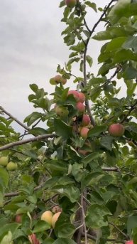 "Ашыкма җәй" Салисә Гәрәева. Шигырьне Зөлфирә Гәрәева сөйли