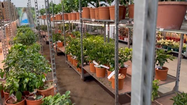 Новая поставка из Оскар Тинтори