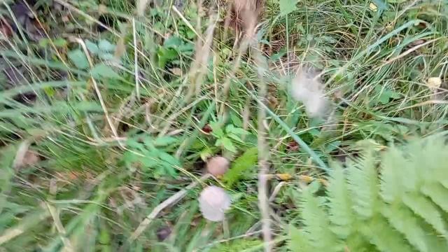 Чистый воздух, природа и грибы.