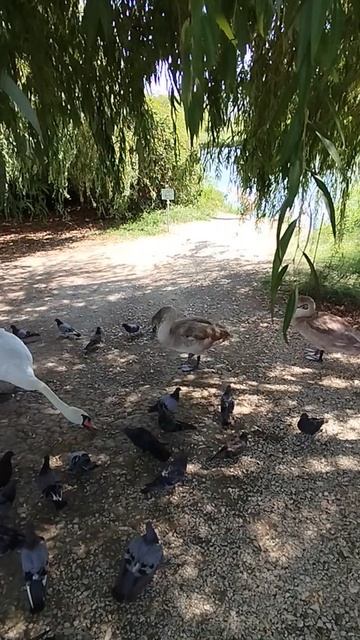 Лебеди и голуби