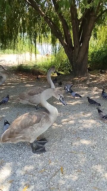 Лебеди отгоняют голубей