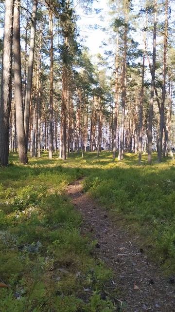 Грибы в карельском лесу, 12 июля 2025.