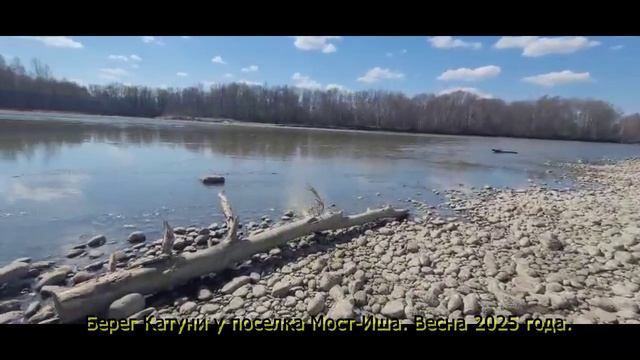 Берег Катуни у поселка Мост-Иша. Весна 2025 года