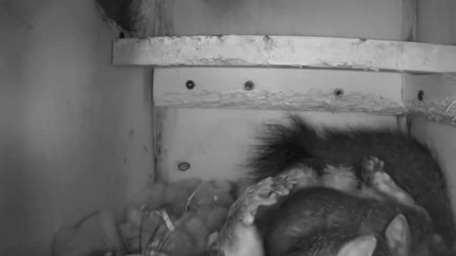 Милота: скрытая камера сняла, как белочки целуются перед сном.
Ну мы