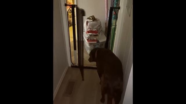 Рыбка купается