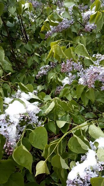 Май 2024 Сирень под снегом.