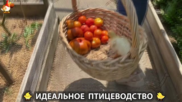 Идеальное птицеводство достойно восхищения 🐓🦆🦢🦚🦃🐔 эпизод (319)