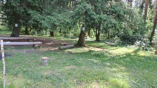 Лес в деревне. Птицы поют. Иду по тропинкам. Начало Июля. 3 число. Часть 1.