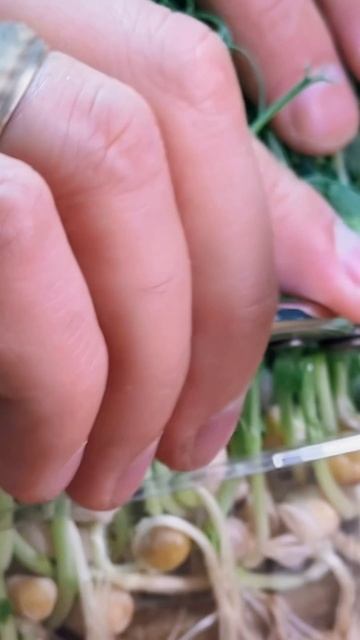 🌱🎧 ASMR для настоящих любителей микрозелени