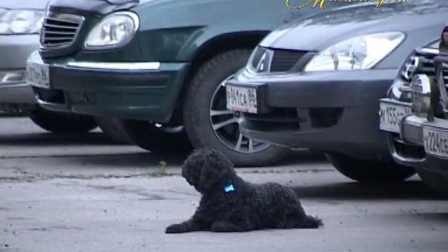 "МИМОХОДОМ", 20 августа 2010 год. Автор проекта О. Дзиов