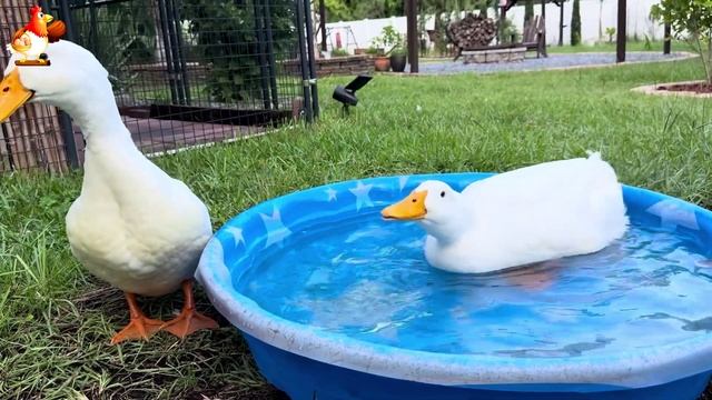 Забавные утки мускусные и пекинские на свободном выгуле со своими друзьями ч.(197) ❣️🤗😂