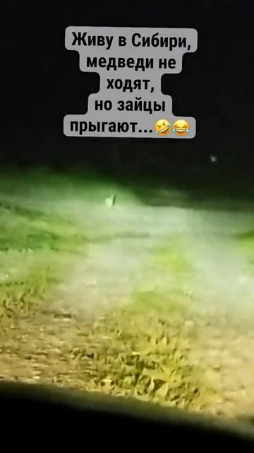 Живу в Сибири, медведи не ходят, но зайцы прыгают...