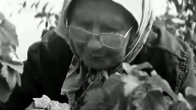 1971 год. Исетский район. Сбор ягод в питомнике