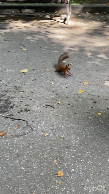 🐿️*ЛЕГКОМЫСЛЕННАЯ БЕЛКА* 🐿️