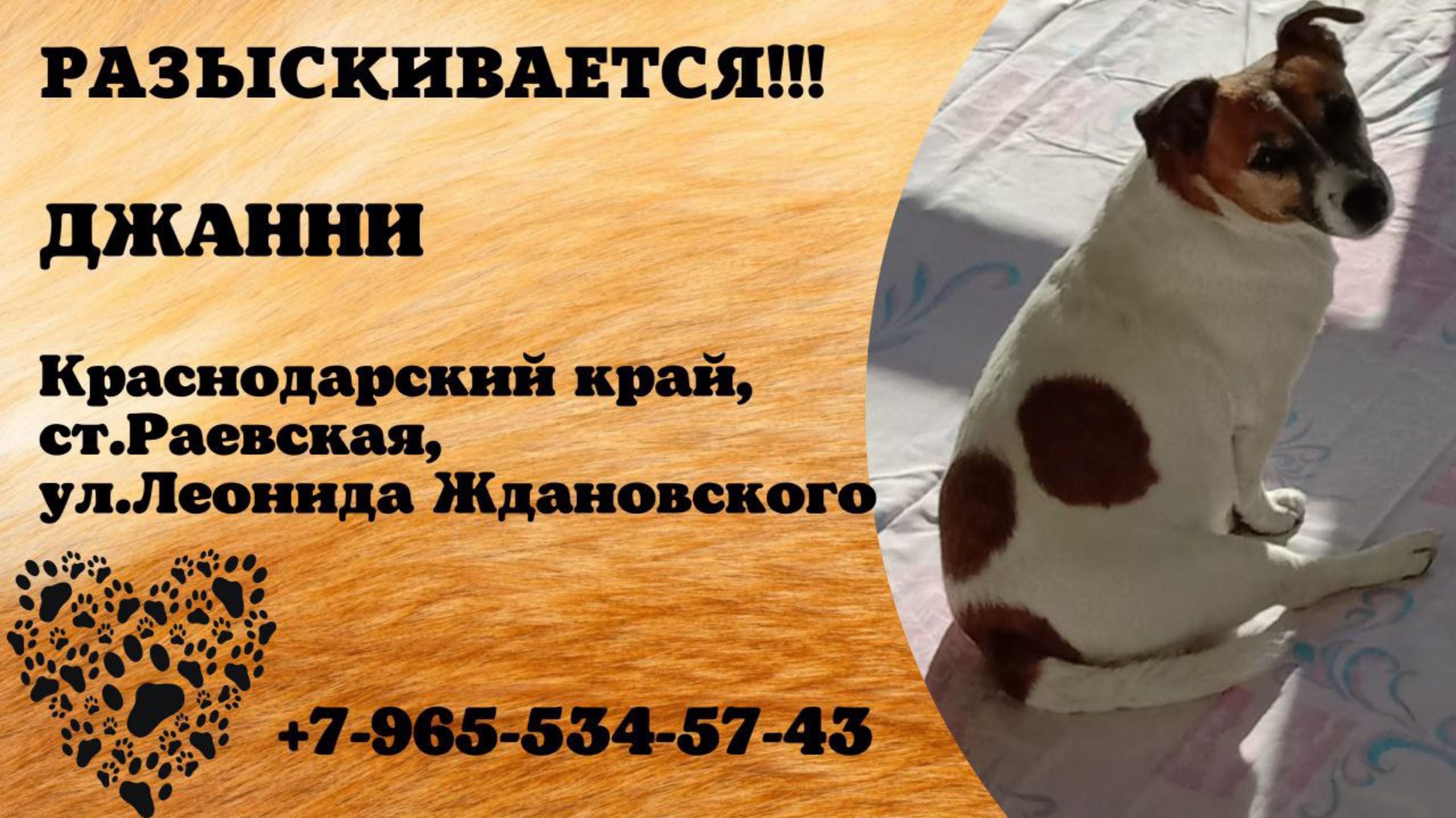 Пропала собака! ДЖАННИ. Краснодарский край, ст.Раевская, ул.Леонида Ждановского.