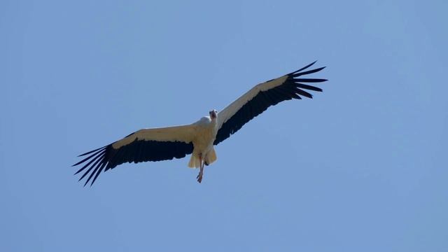 Медленно листок летит на землю