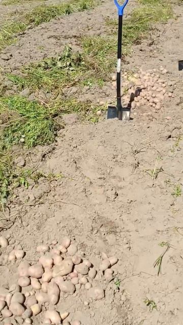 лопата зубр прошла проверку .mp4