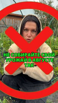 Не собирайте свой урожай в августе так