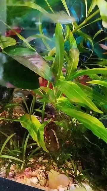 спец в аквариумистике