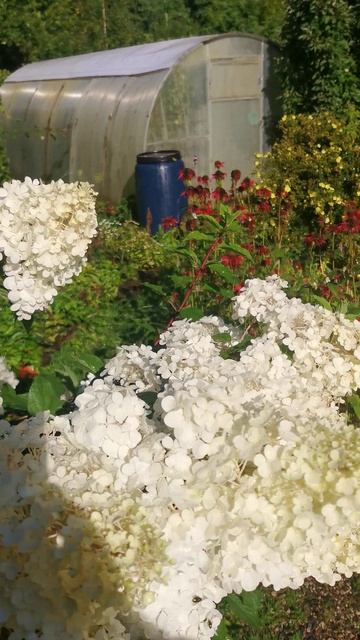 VID_20250818_155852.mp4