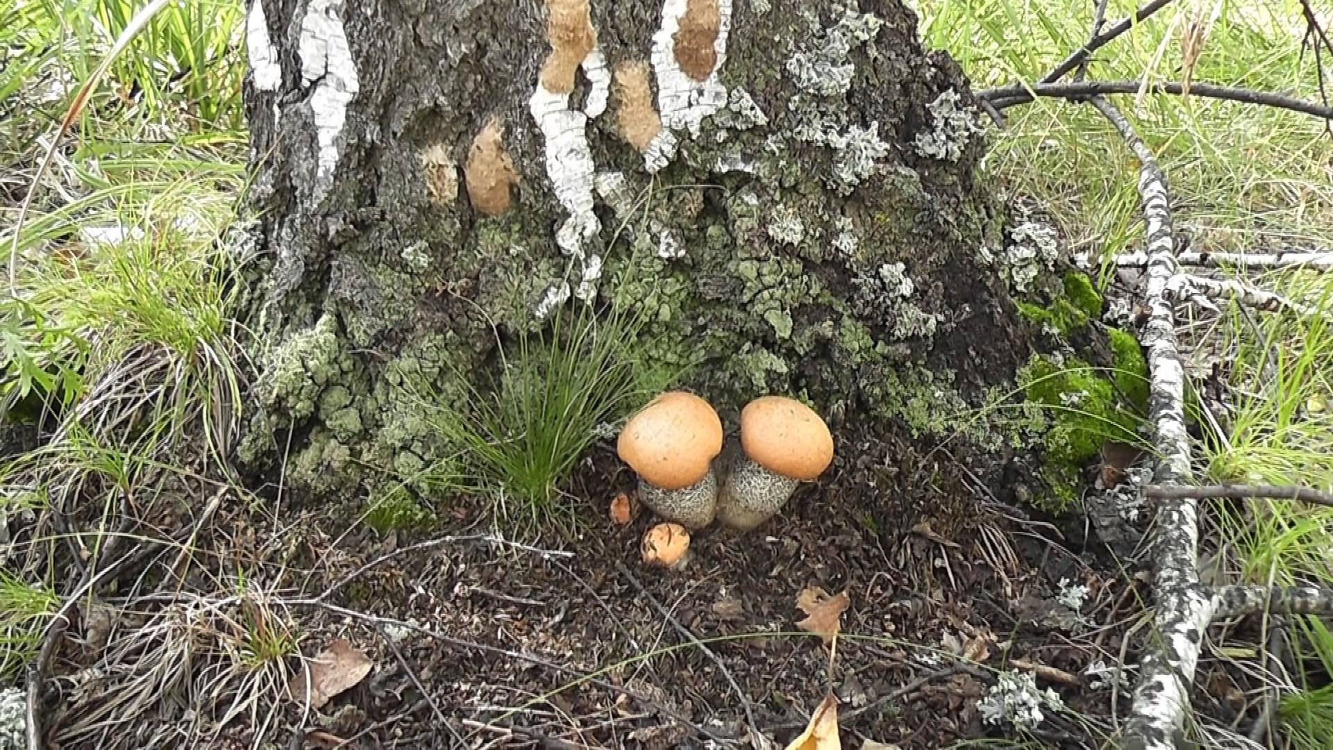 Тихая охота.Собираем грибы.