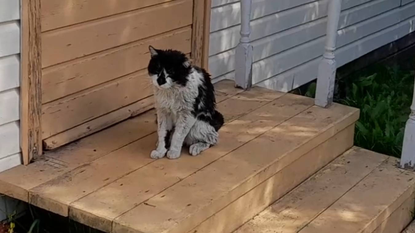 20250819_123402 Митя попал в передрягу на даче. Надо уезжать