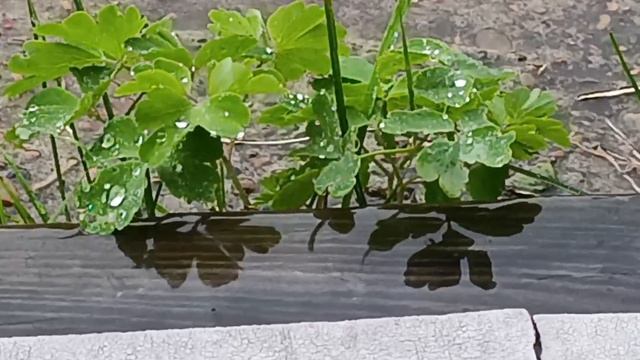 Дождь за городом/шум дождя/пение птиц/растения/прогулка по дороге во время дождя