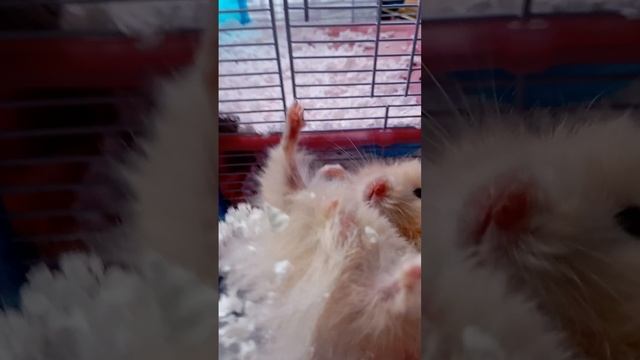 Обзор на хомяка